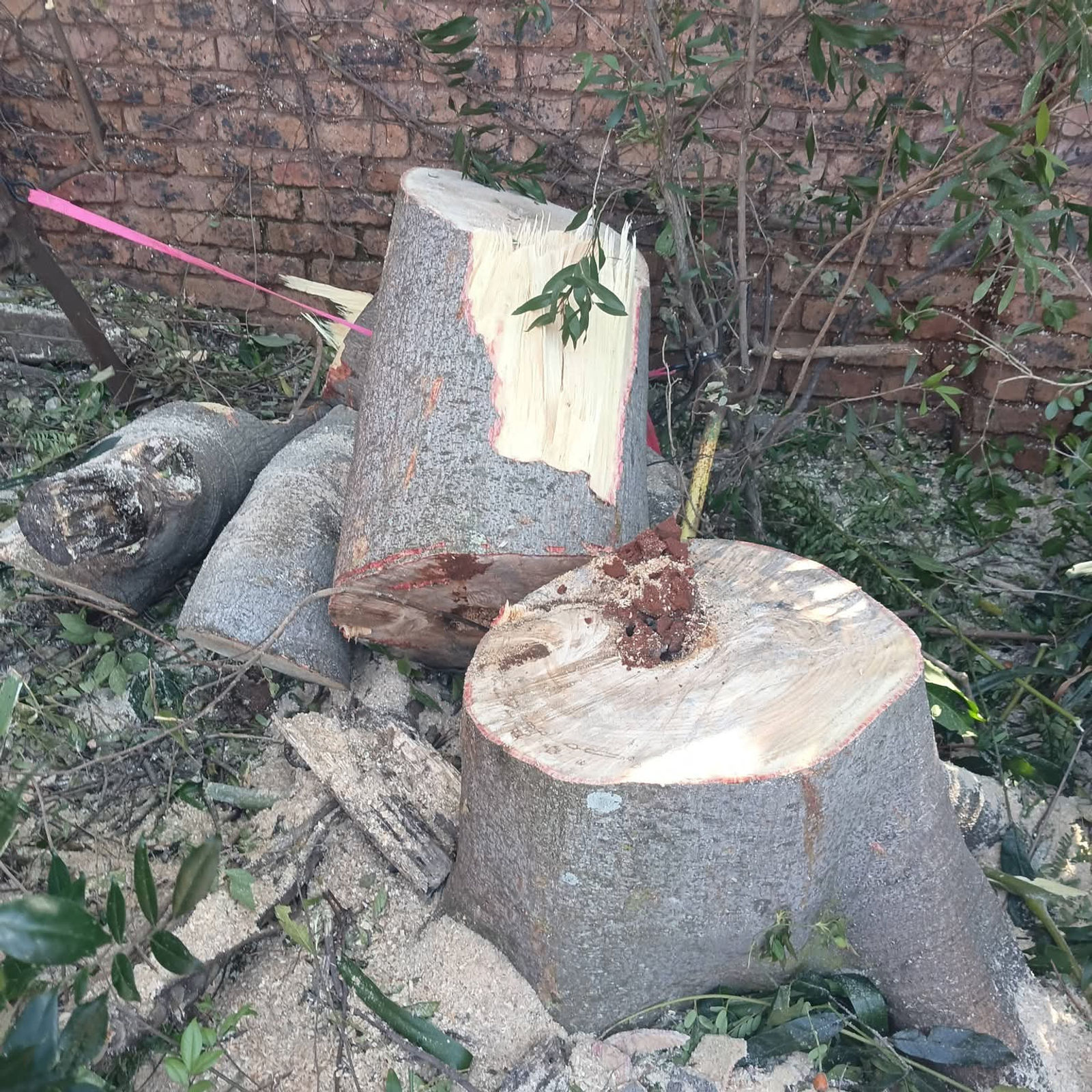 Trunks cut and removed