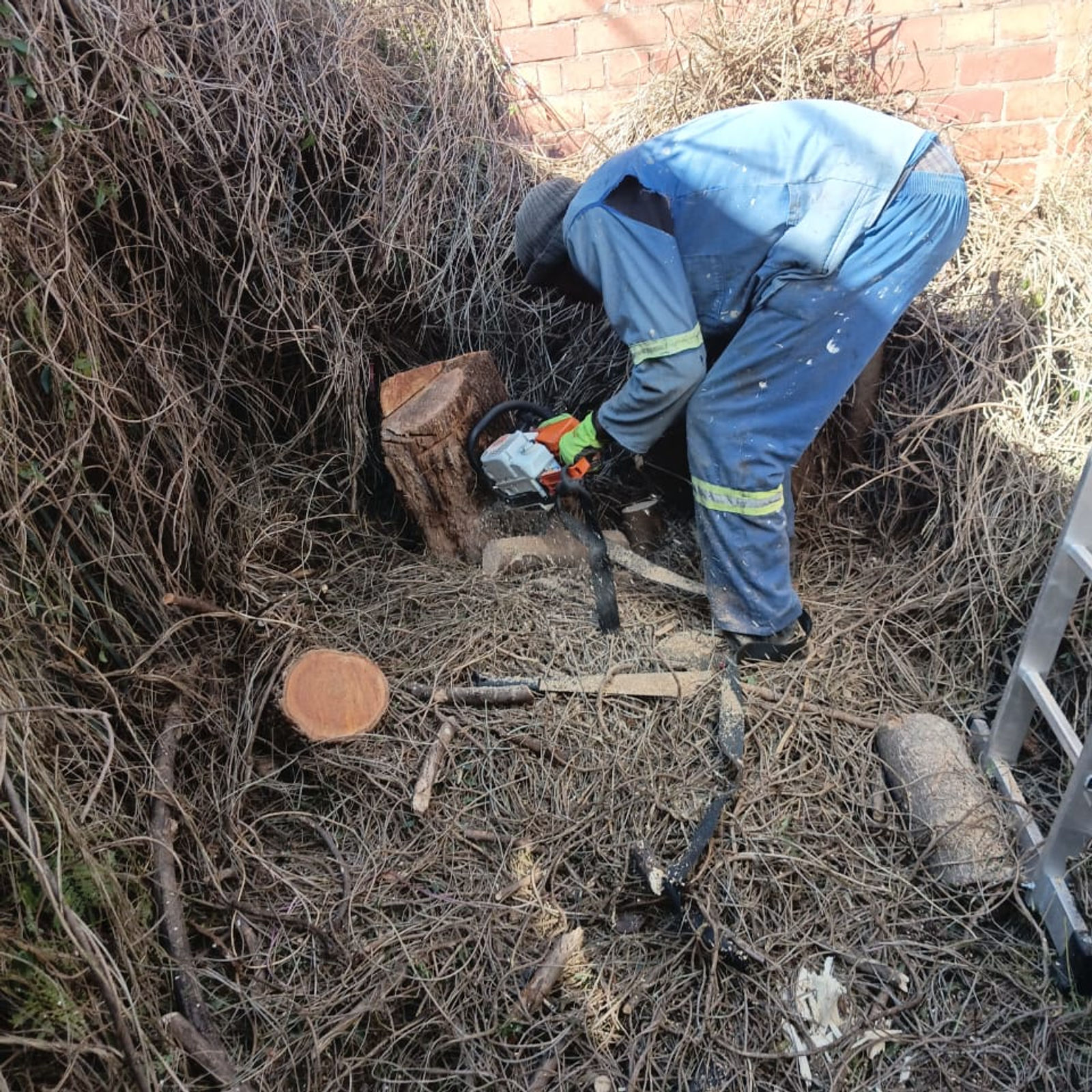 Cutting through thick overgrowth